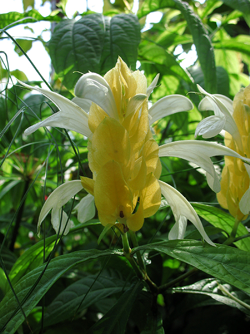 pachystachys_lutea_0859.jpg