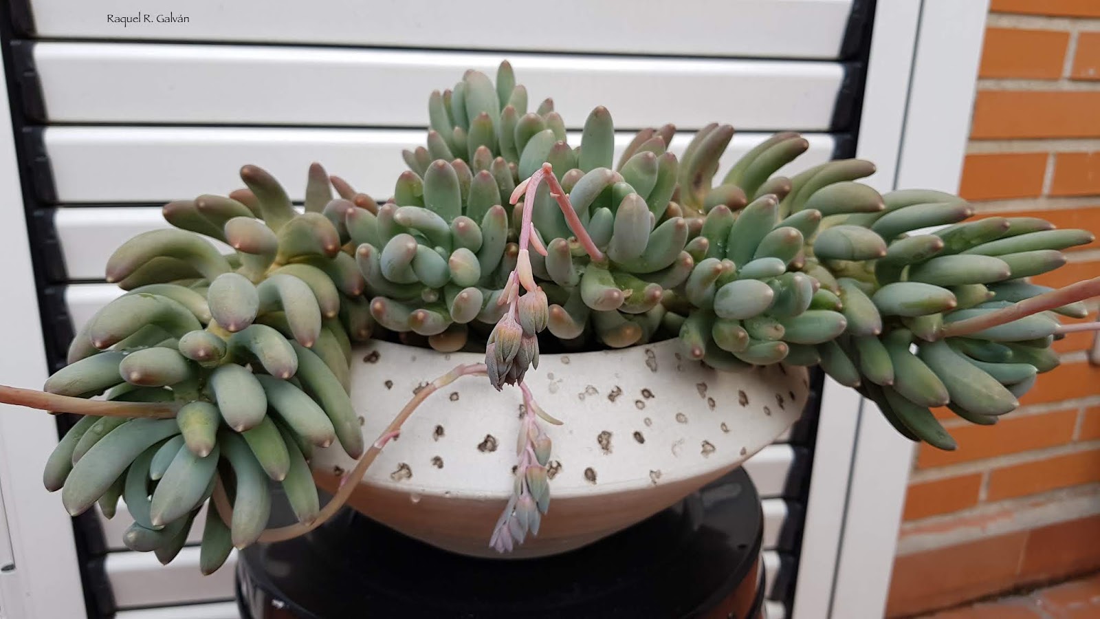 Pachyveria%2B%2527Coco%2527%2B00.jpg