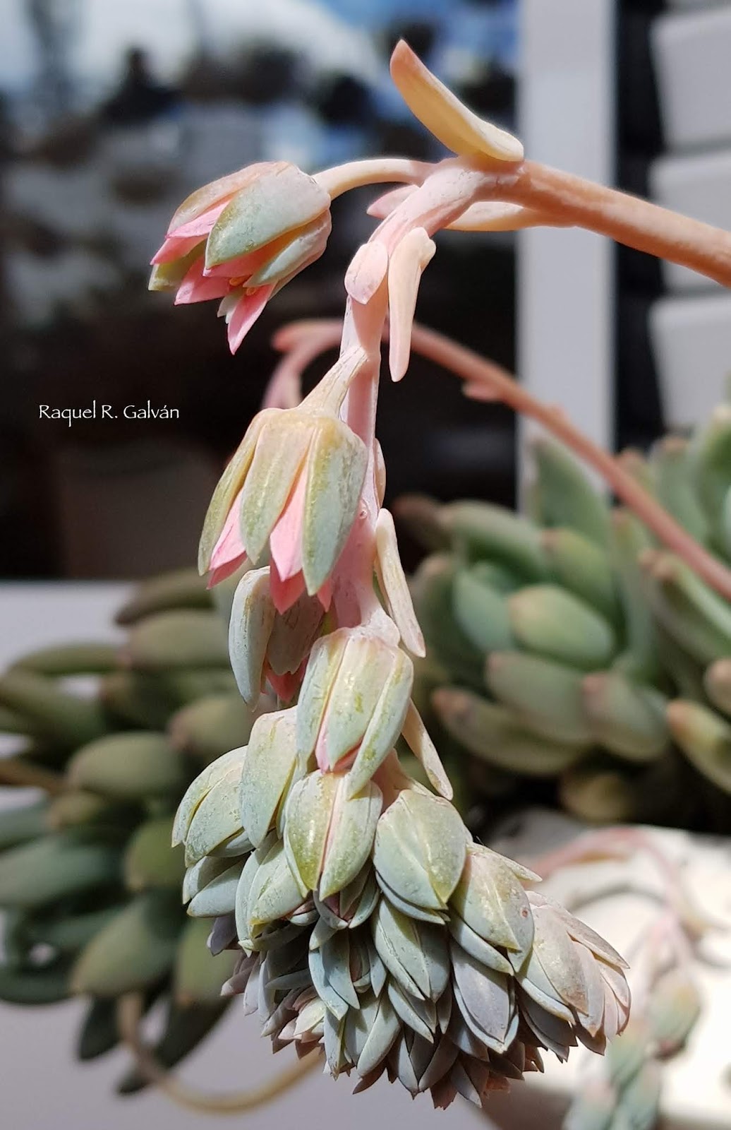 Pachyveria%2B%2527Coco%2527%2Bflor%2Blateral.jpg