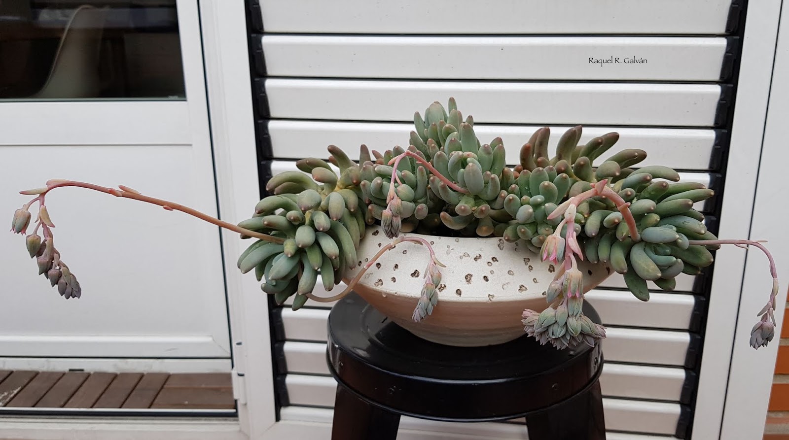 Pachyveria%2B%2527Coco%2527.jpg