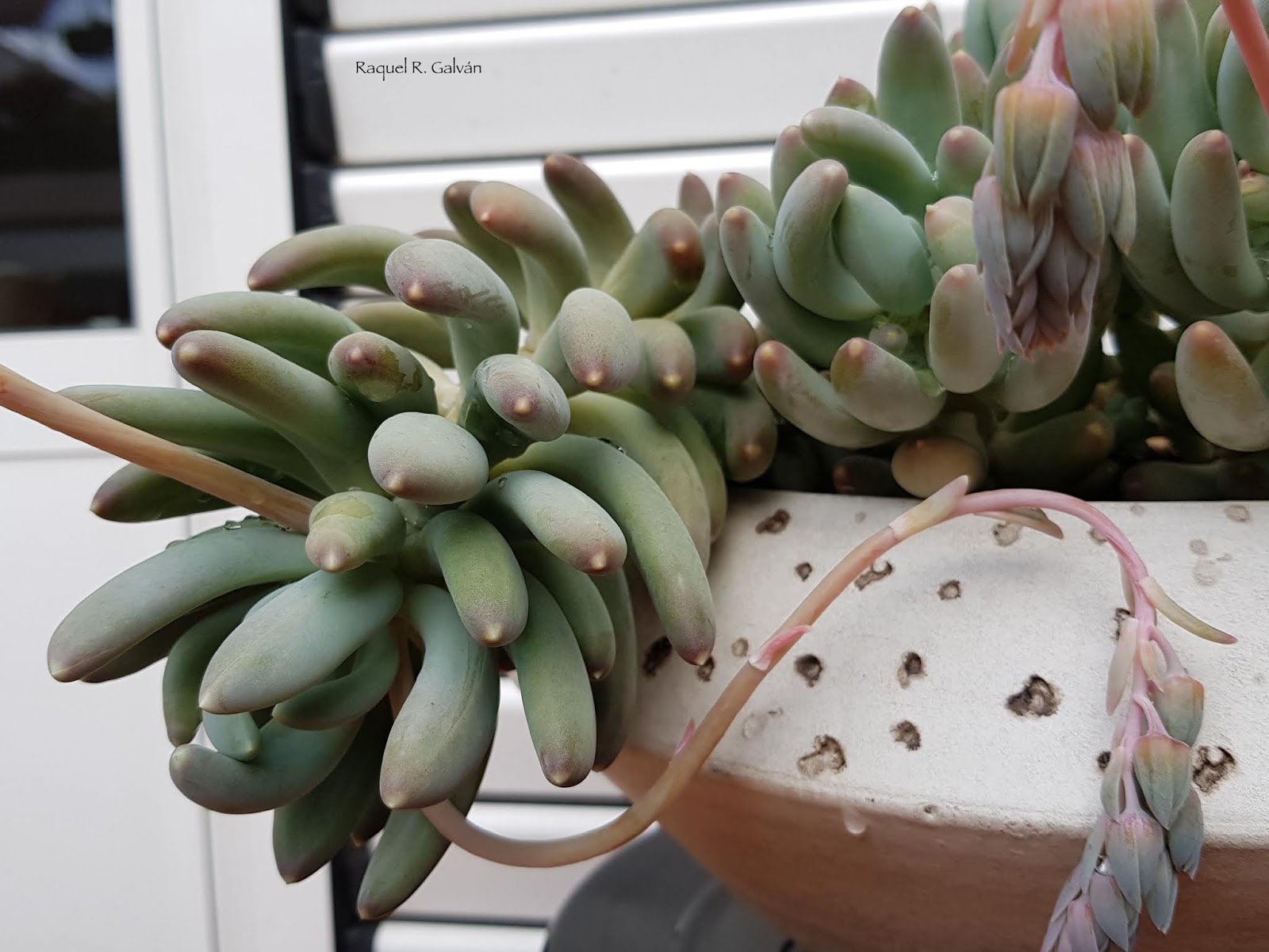 Pachyveria%2B%2527Coco%2527.roseta.jpg
