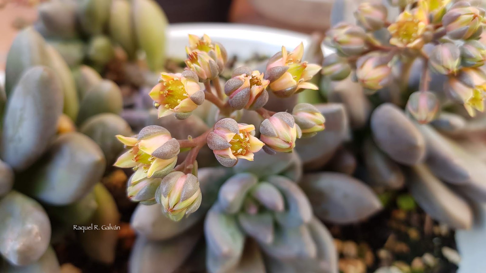 Pachyveria%2Bblue%2Bmist%2Bdetalle%2Bflor.jpg