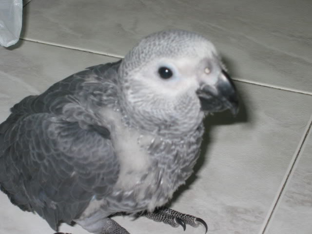 PACO2.jpg