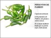 padron.jpg