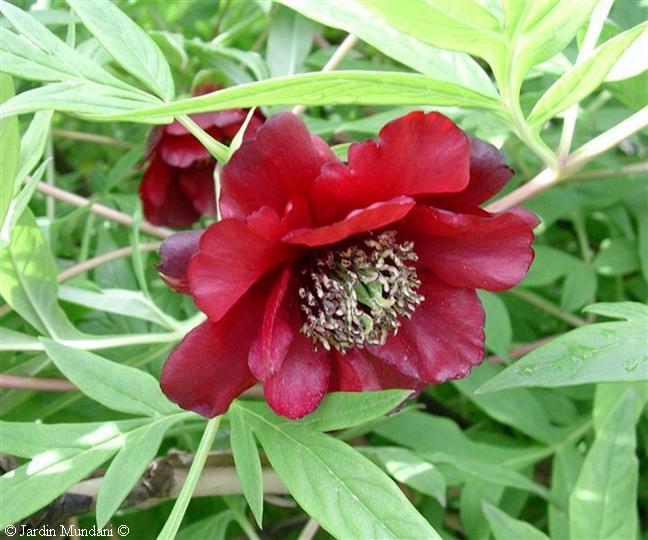 paeoniadelavayi.jpg