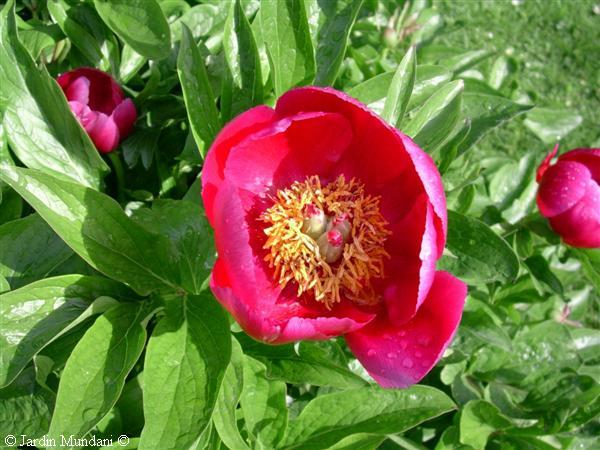 paeoniaofficinalis1.jpg