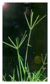pag32-gramineasp.jpg