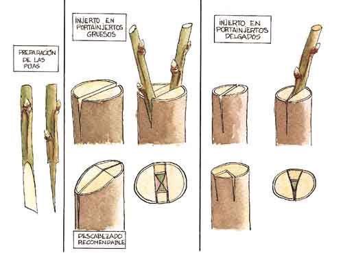 pag91.jpg