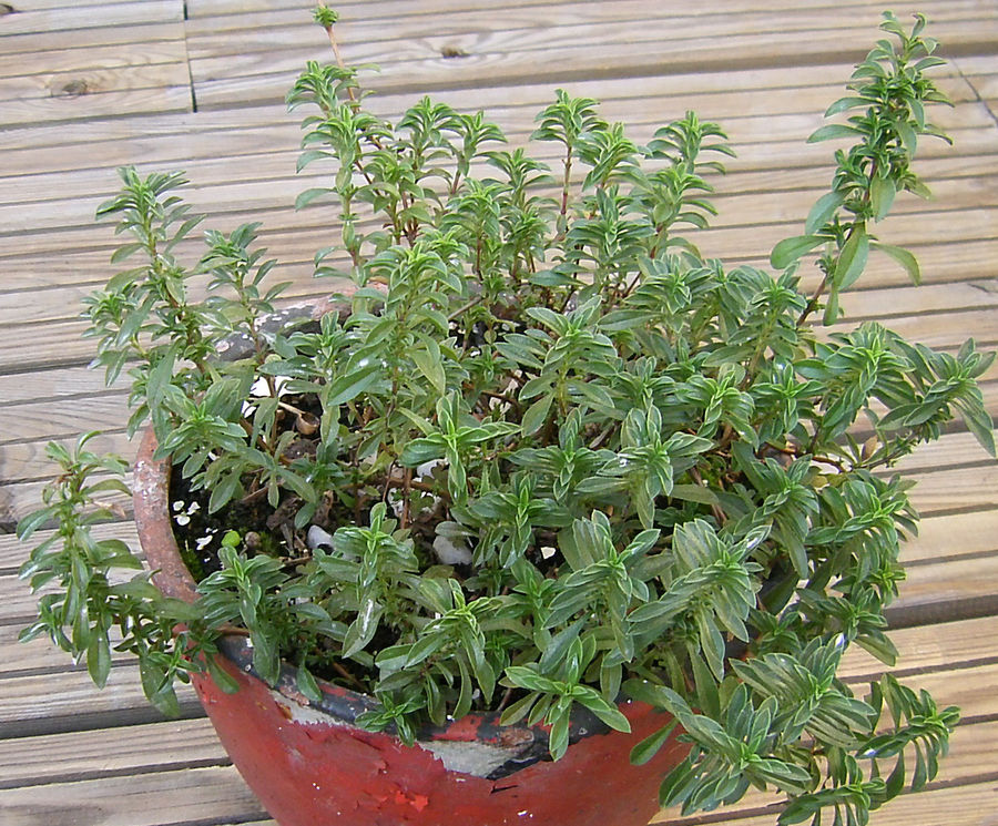 Paginas-1279821146-2010-09-22-Sep-Ventana-aromaticas_desconocida.jpg