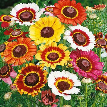 painteddaisy.jpg