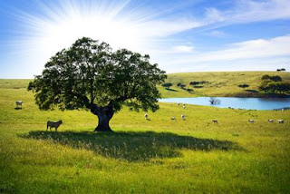 paisaje-con-%C3%A1rbol-enorme-lago-y-vacas-en-los-pastizales-verdes-de-la-naturaleza-4x.jpg