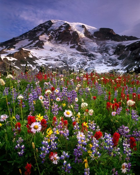 paisaje-con-flores-silvestres.jpg