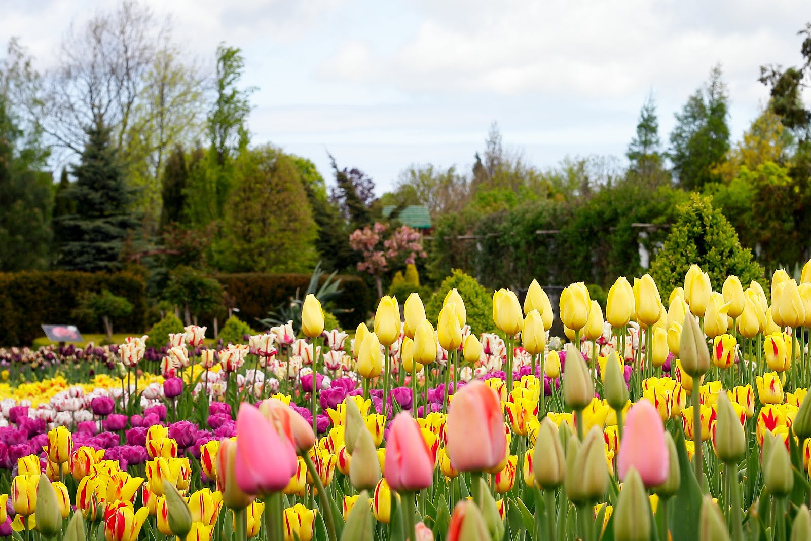 paisaje-con-tulipanes-de-muchos-colores-naturaleza-landscapes.jpg