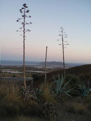 paisaje_pitas5.JPG
