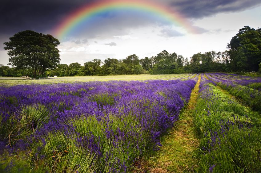 paisajes-naturales-campo-de-lavanda-y-arcoiris-lavender-field-and-rainbow-.jpg