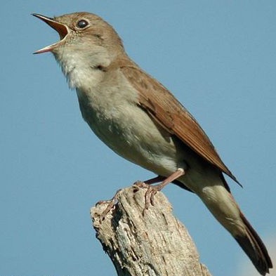 pajarito+cantando.jpg