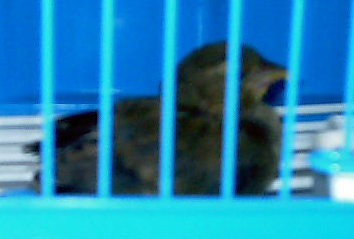 Pajarito1.jpg