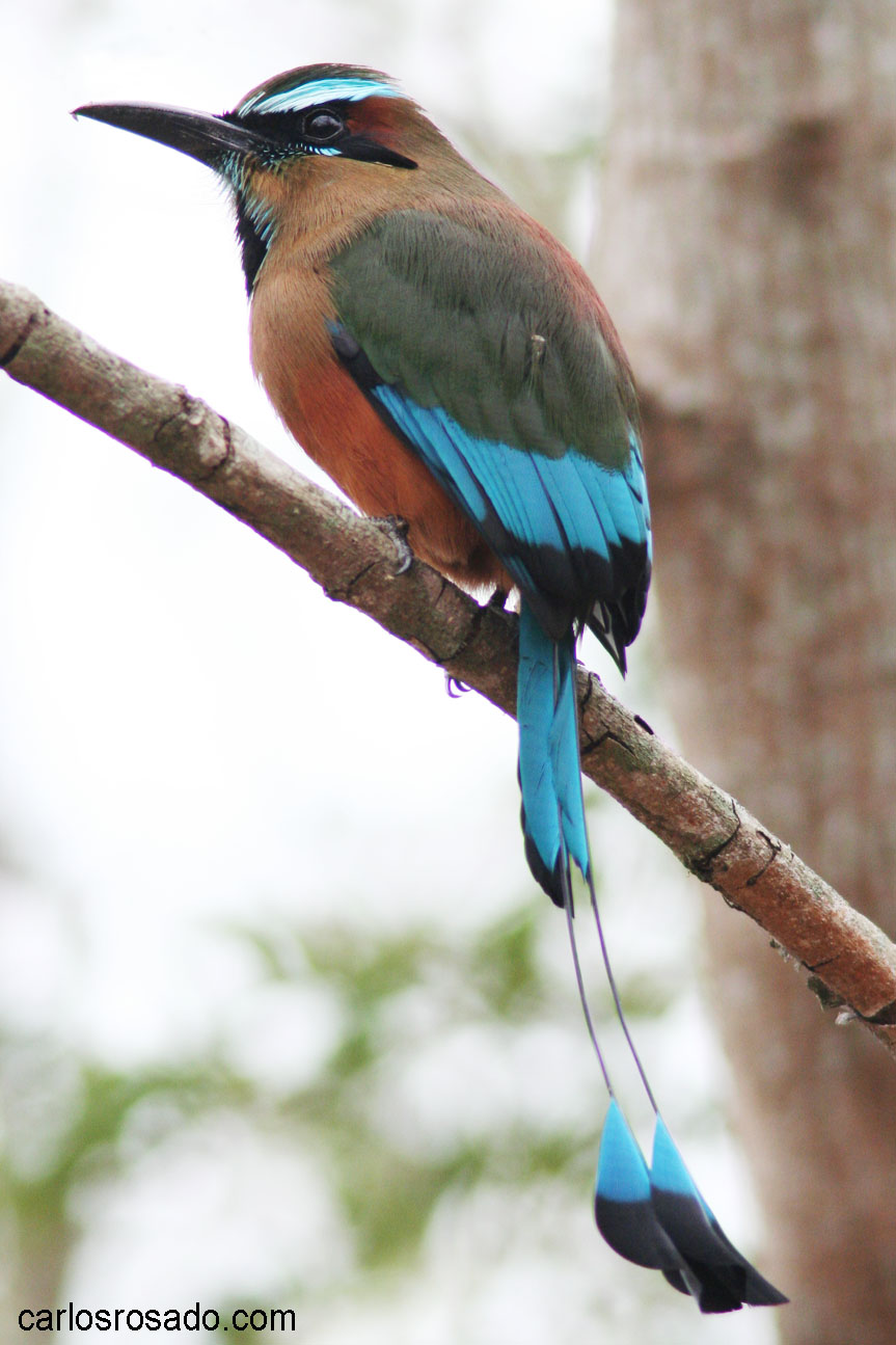 pajaro-toh.jpg