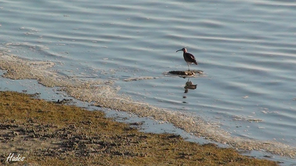 pajaro1.jpg