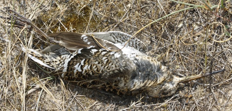 Pajaro_5457.jpg