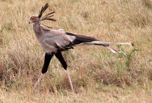 pajaro_secretario_leggings-591x400.jpg