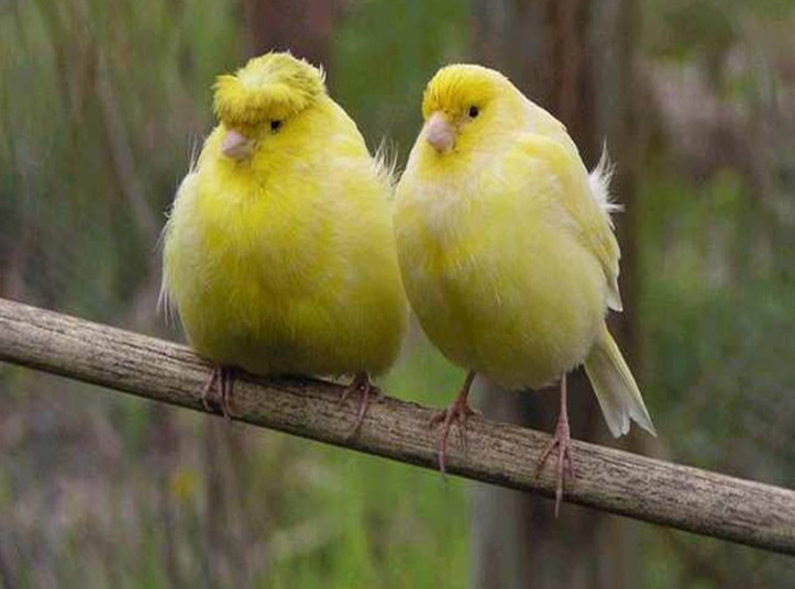 pajaros.jpg