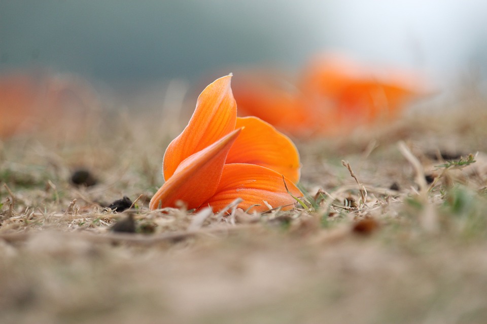 palace-flower-3980633_960_720.jpg