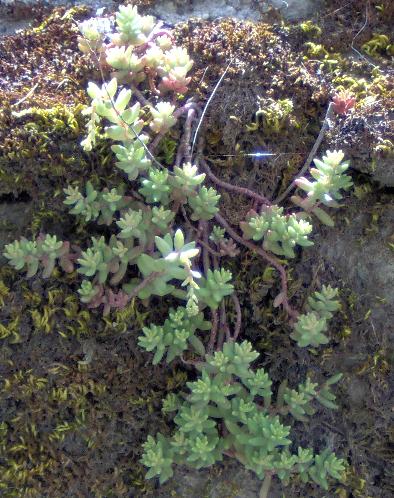 Palacios%20mayo%202006%20%BFSedum.JPG
