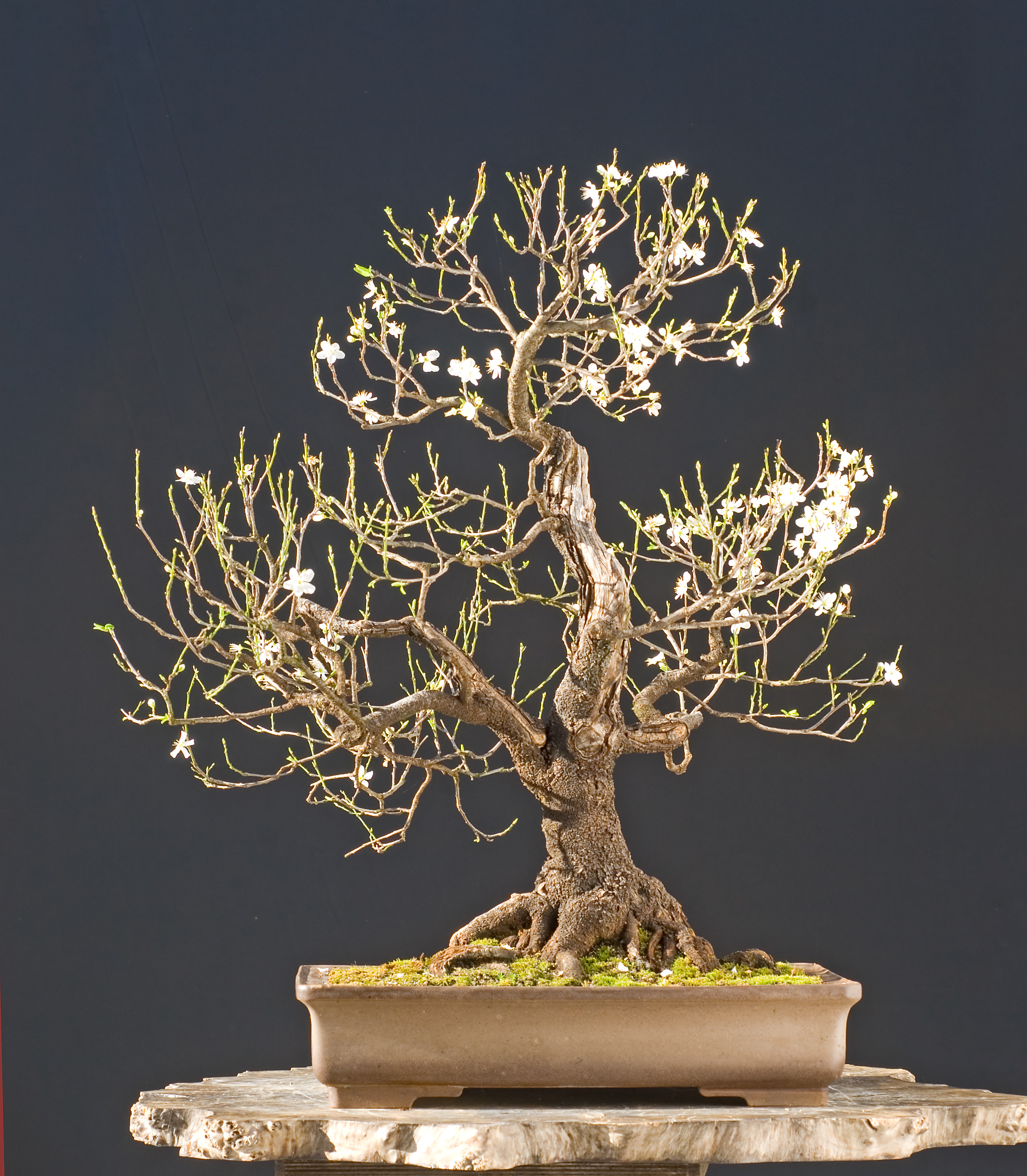 pall_prunus_cerasifera.jpg