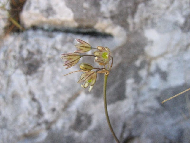 pallens.JPG