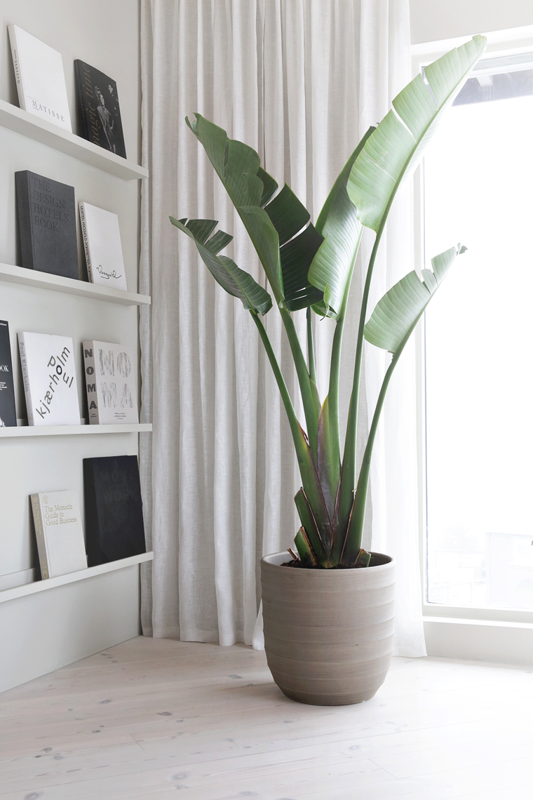 Palm-tree_Stylizimo.jpg