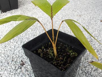 palm1.JPG