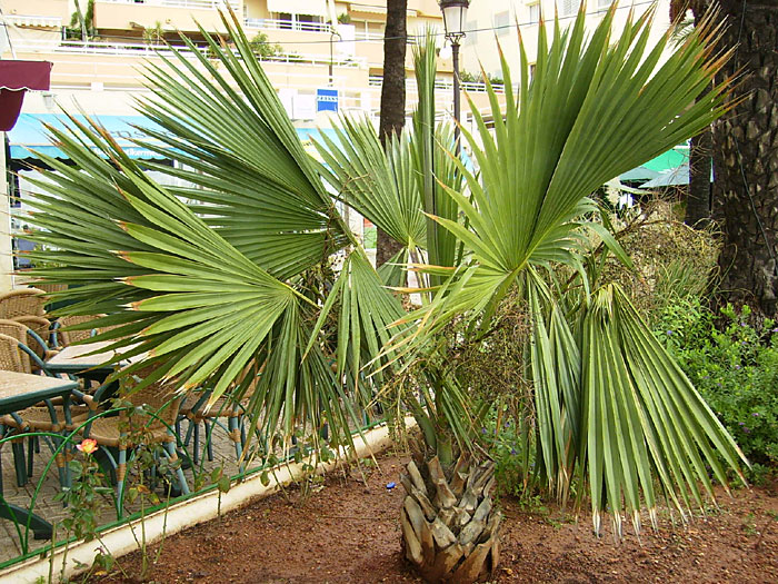 palm11.jpg
