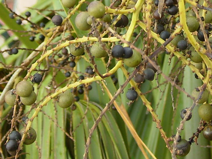 palm3.jpg