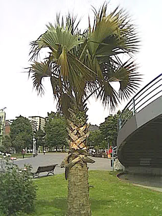 palma.jpg