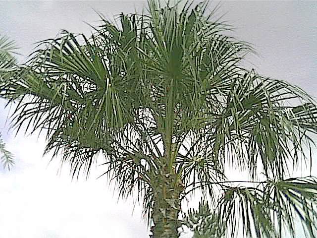 palma1.jpg