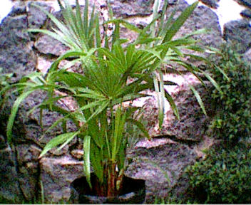 palmaestrella2.jpg