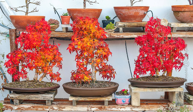 PALMATUMS%2B10DIC17%2B001.jpg