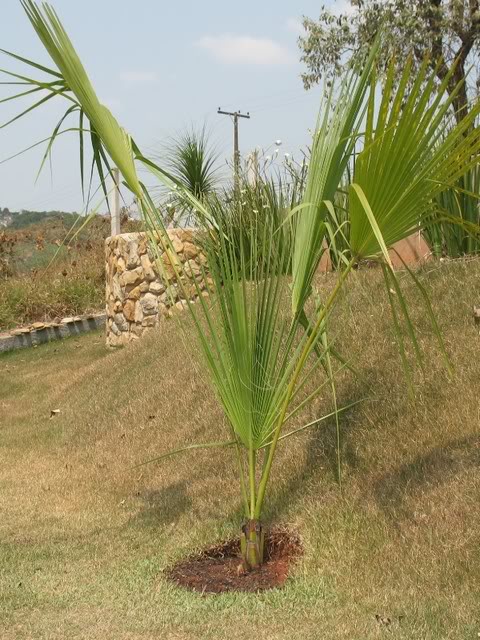Palmeiraleque.jpg
