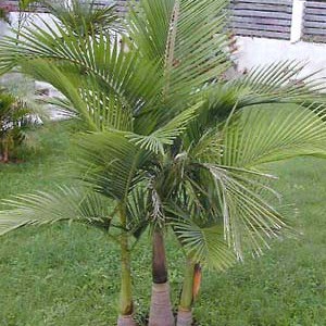 palmera-alejandrapalma-real-de-aust_zpsb07414c0.jpg
