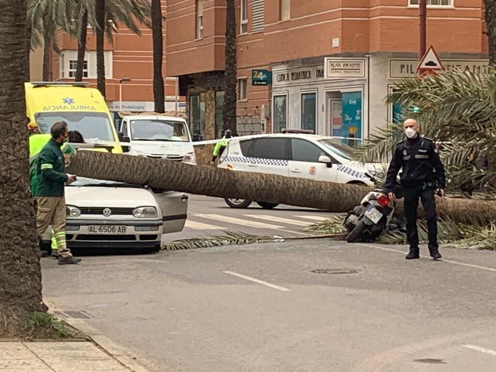 palmera-causa-brutal-accidente-Almeria_1668143912_154376401_1024x768.jpg