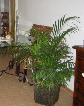 Palmera.jpg