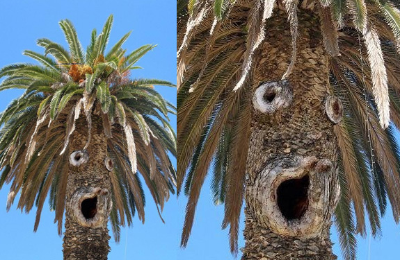 palmera-sorprendida.jpg