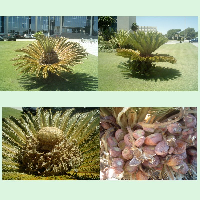 Palmera1%7E0.jpg