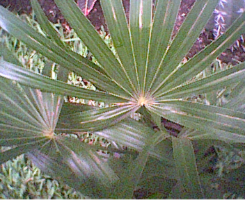 palmera1.jpg