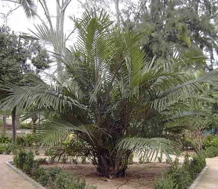 PALMERA1.jpg