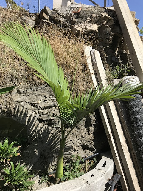 palmera1.jpg