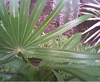 palmera2.jpg