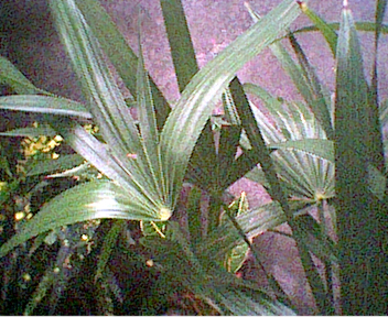 palmera3.jpg