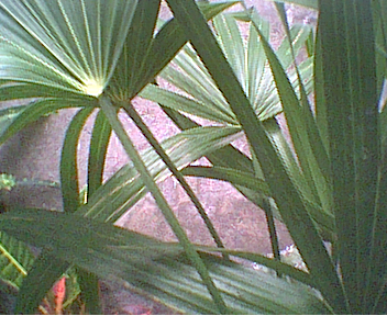 palmera8.jpg